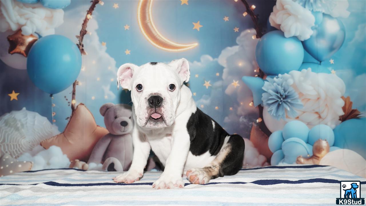 a english bulldog dog holding a stuffed animal
