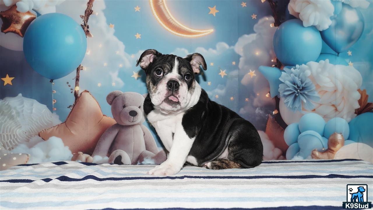 a english bulldog dog with a stuffed animal