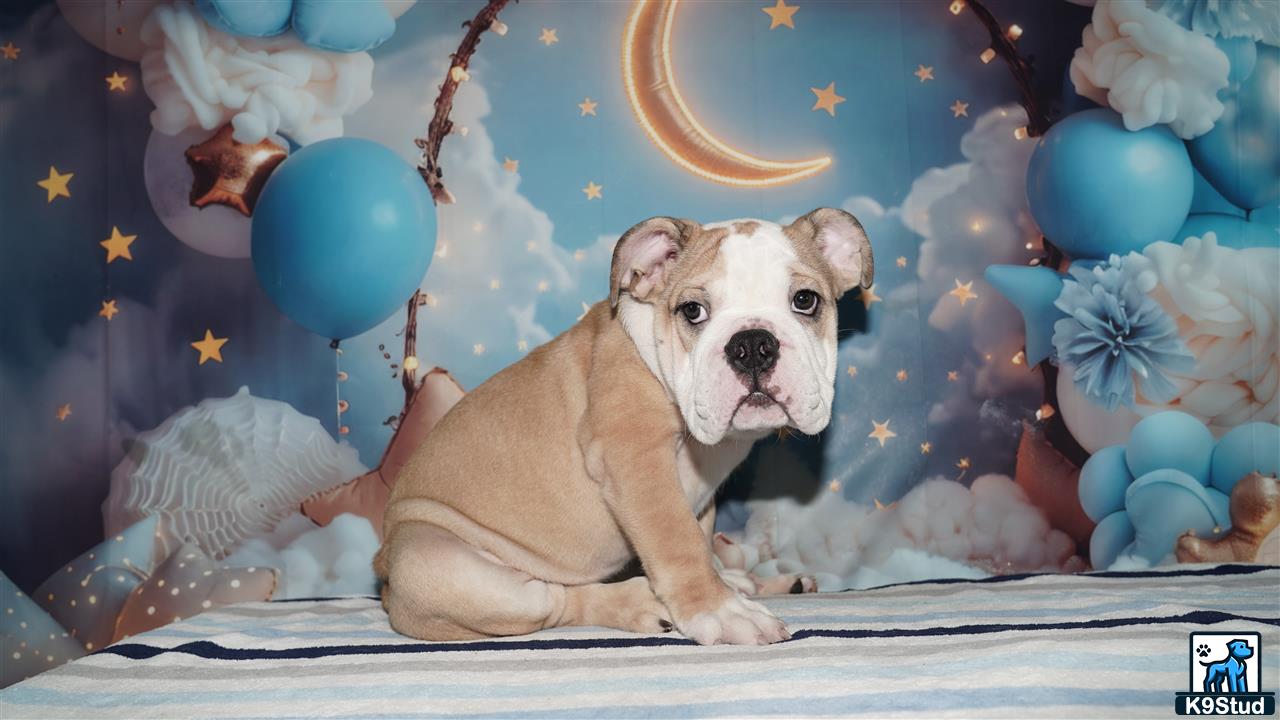 a english bulldog dog sitting on a stage with balloons and a star