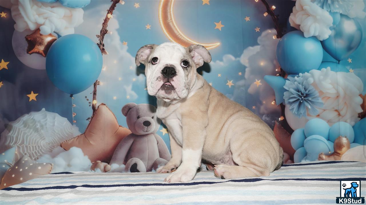 a english bulldog dog with a stuffed animal