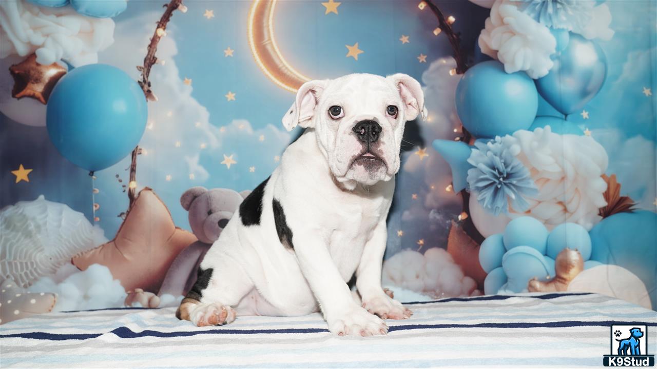 a english bulldog dog sitting on a bed with balloons
