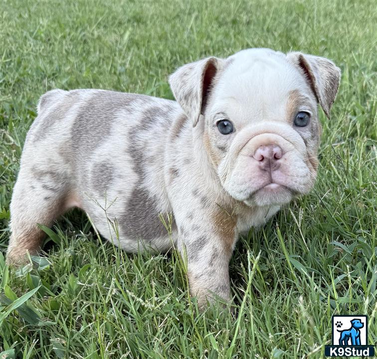a baby pig standing in grass