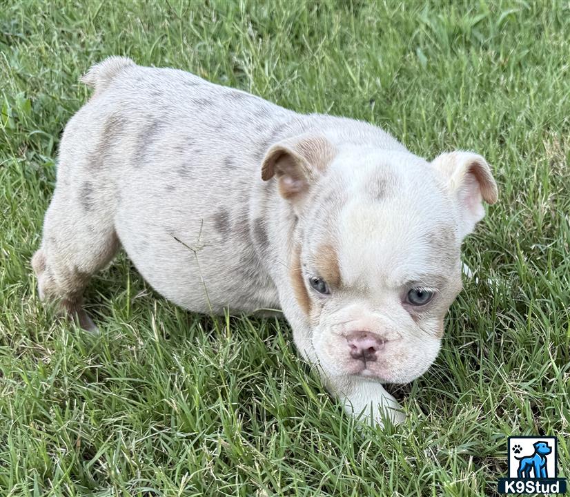 a english bulldog puppy in the grass