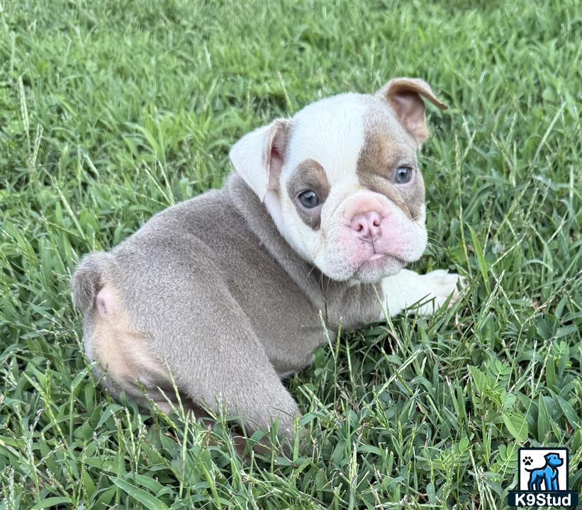 a english bulldog puppy lying in the grass
