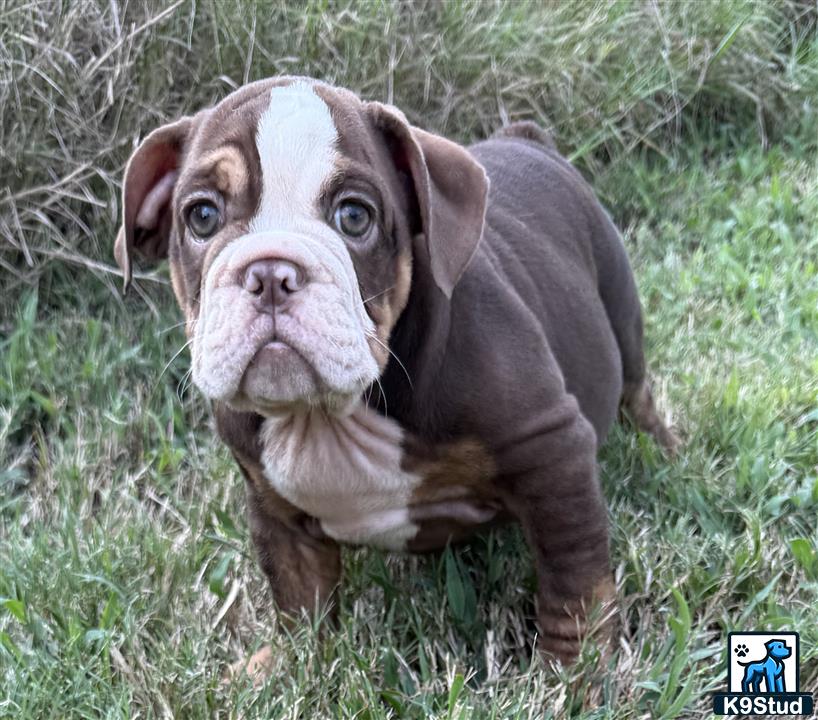 a english bulldog dog standing in grass