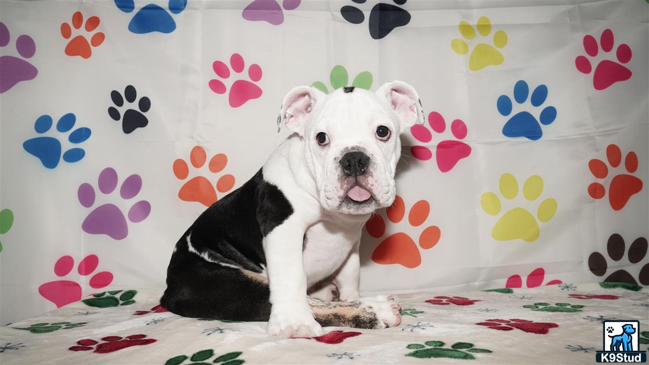 a english bulldog dog sitting on a couch