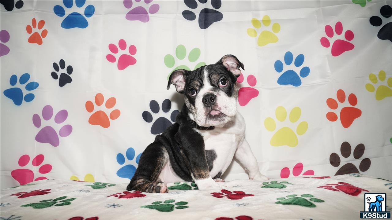 a english bulldog dog lying on a couch