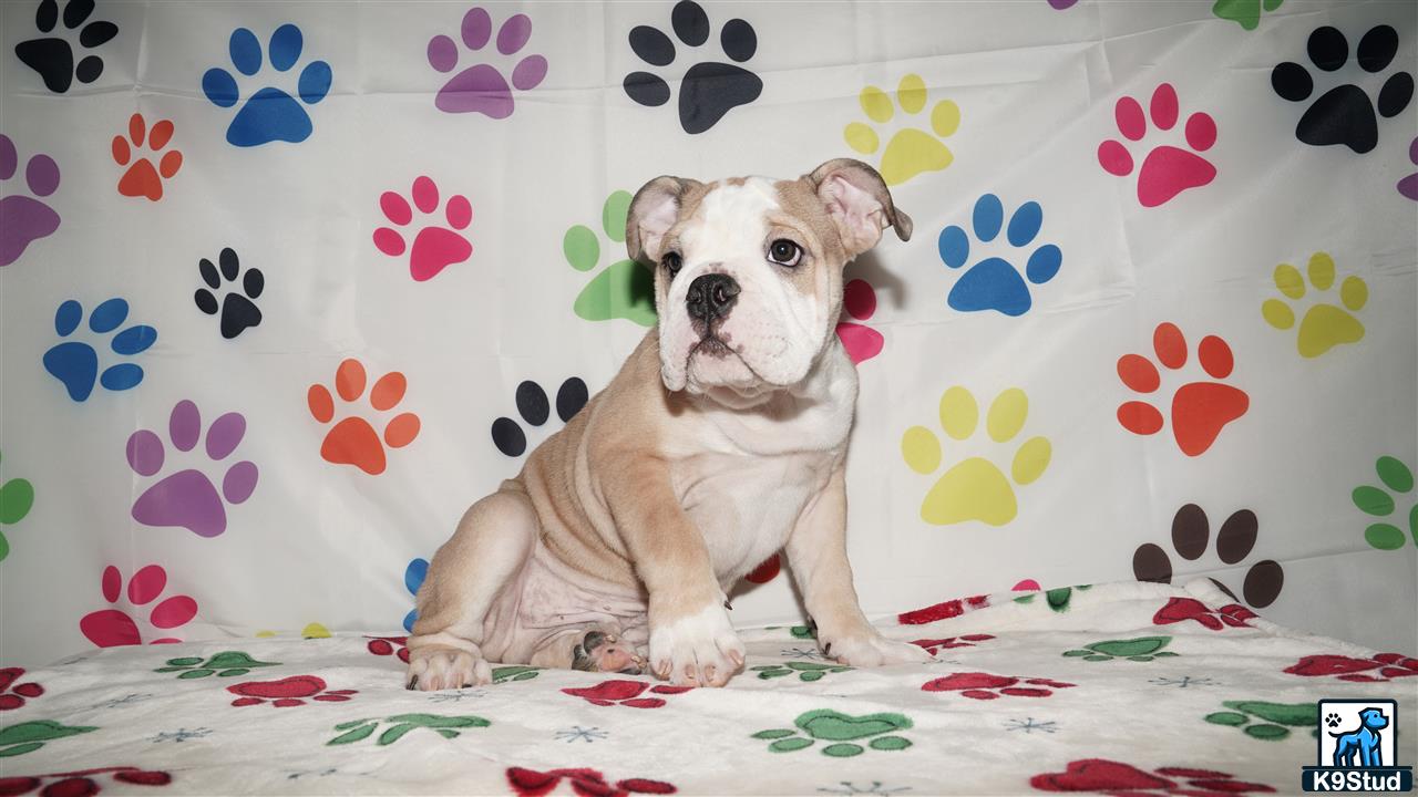 a english bulldog dog sitting on a couch