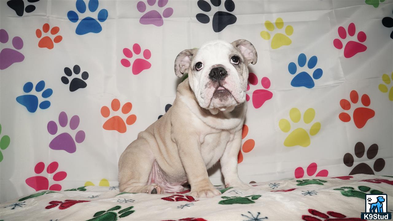 a english bulldog dog sitting on a couch
