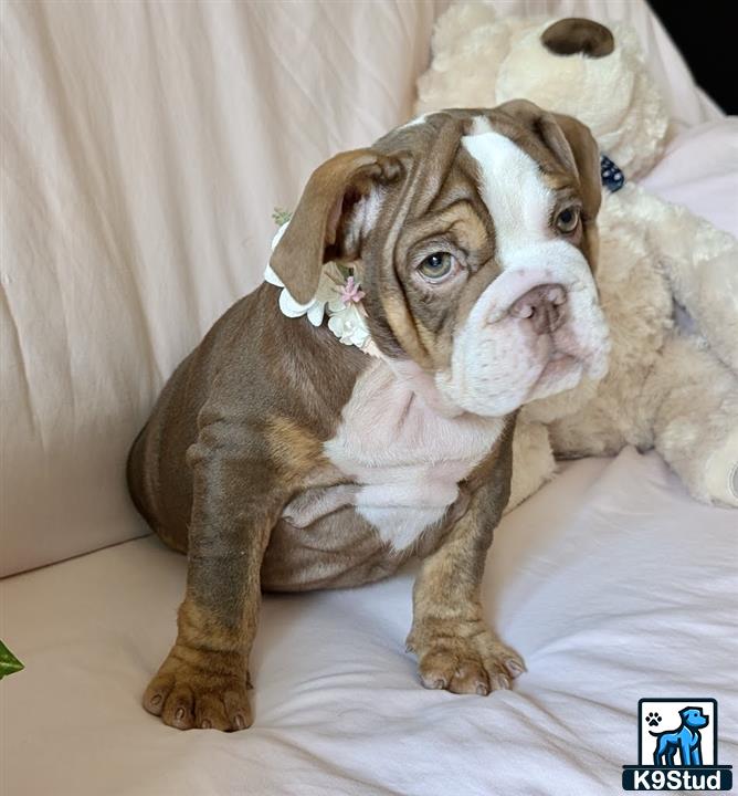 a english bulldog puppy standing on a bed