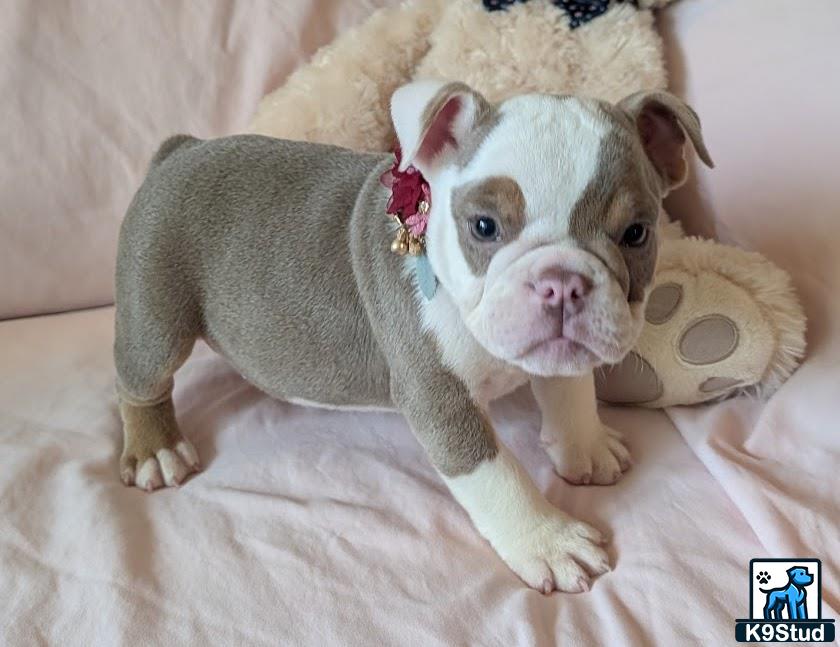 a english bulldog dog wearing a garment