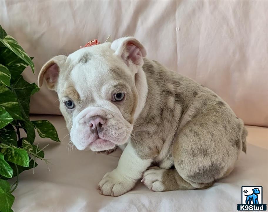 a english bulldog puppy lying on a couch