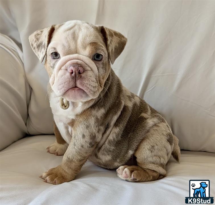 a english bulldog dog sitting on a couch