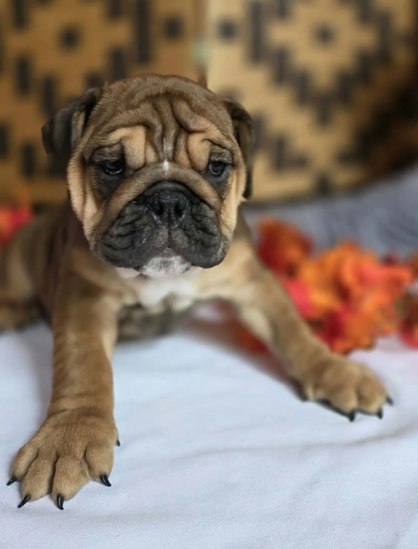 English Bulldog puppy