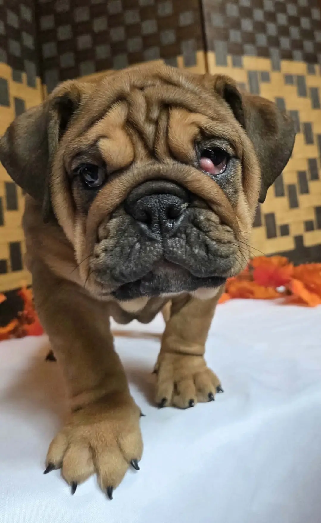 English Bulldog puppy