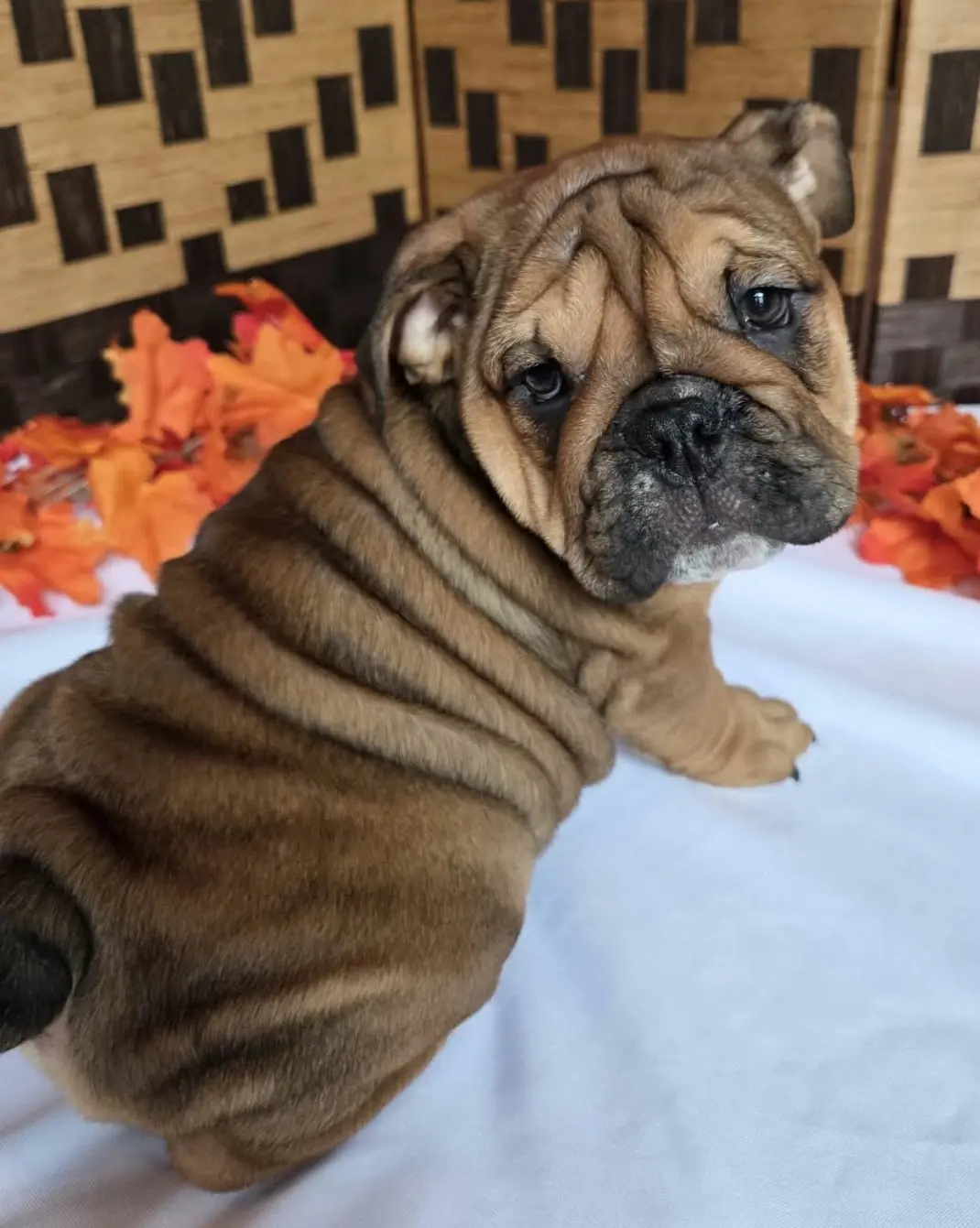 English Bulldog puppy