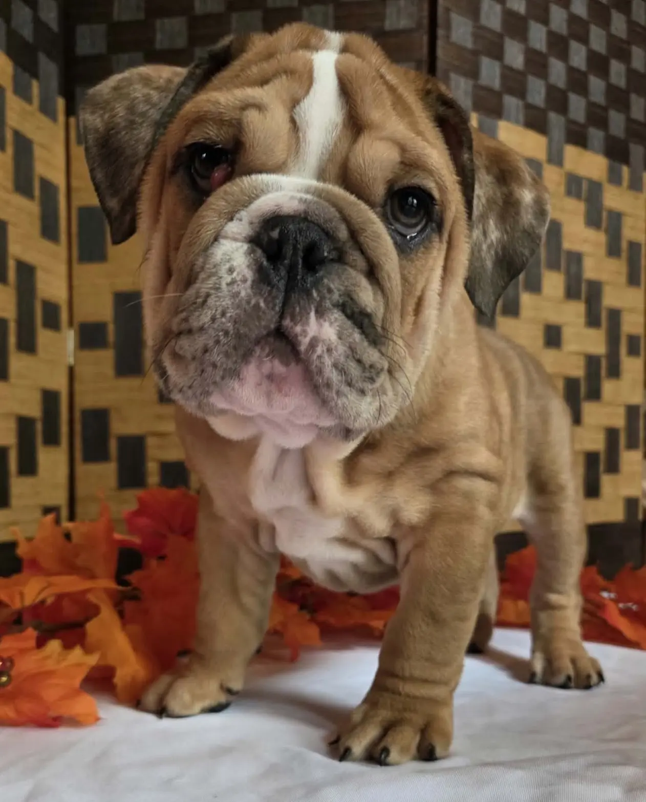English Bulldog puppy
