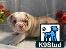 graphical user interface, website