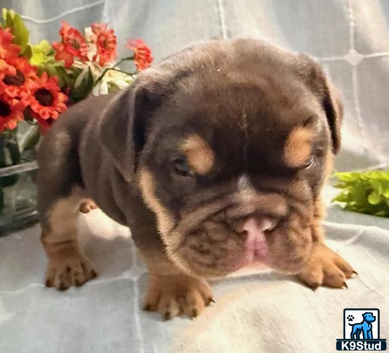 a english bulldog puppy with its tongue out