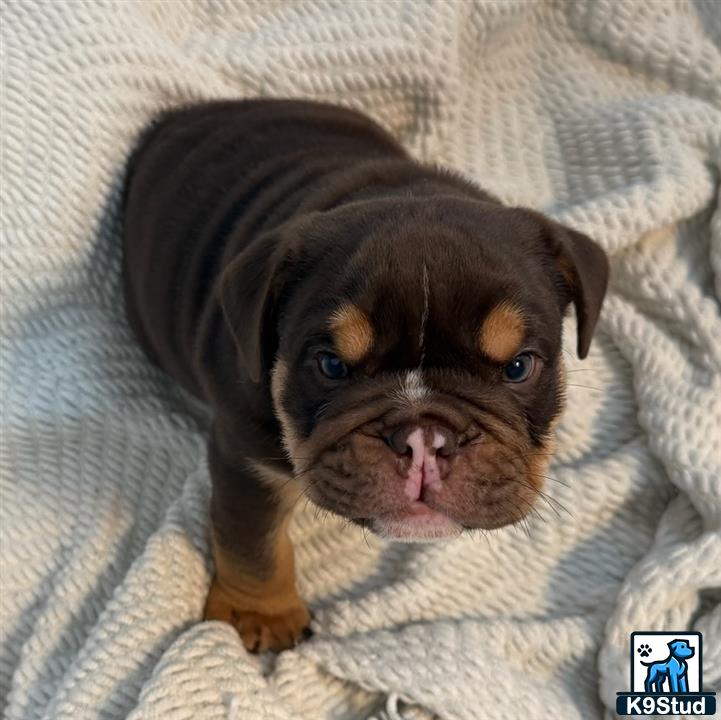 a english bulldog puppy with a cone around its head
