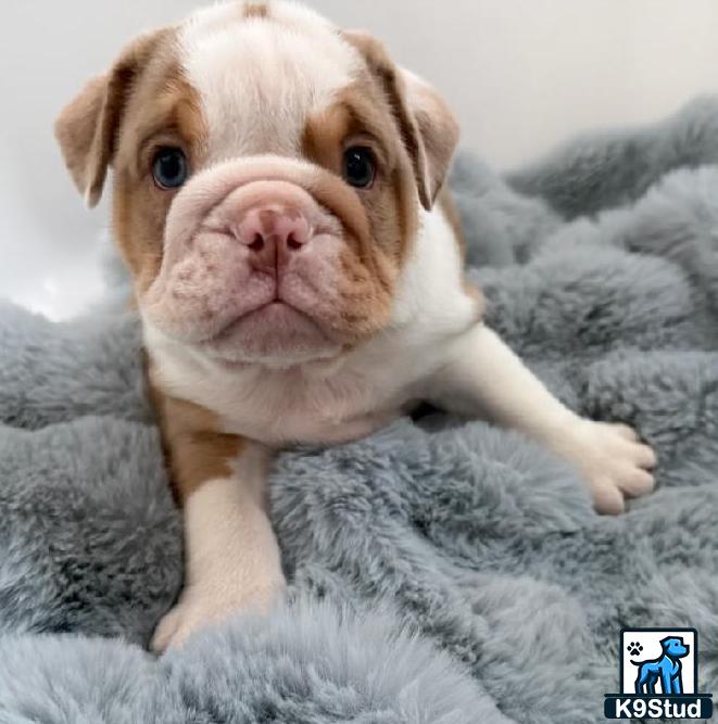 a english bulldog dog lying on a blanket