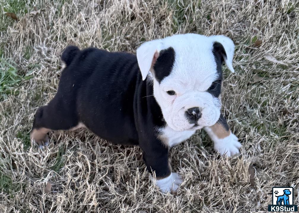 a english bulldog puppy in the grass