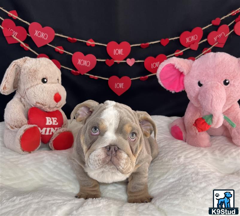 a english bulldog dog lying on a bed with stuffed animals