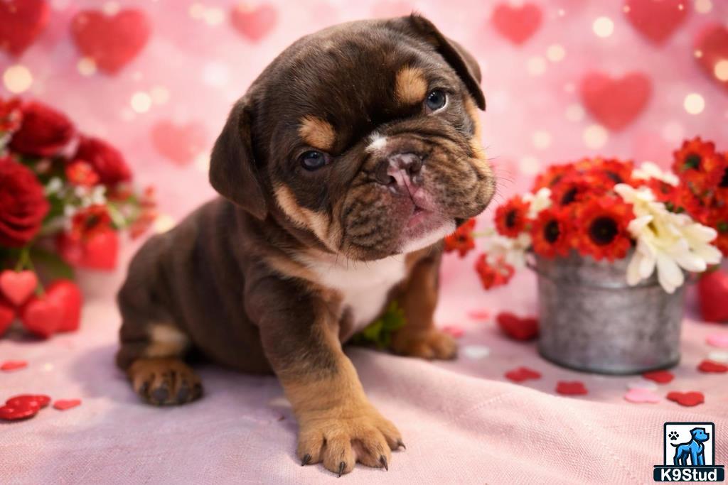 a english bulldog puppy sitting on a bed