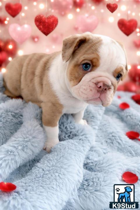 a english bulldog puppy with a sweater
