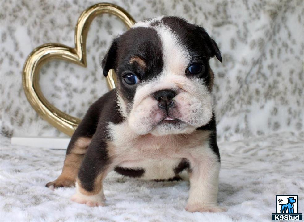 a english bulldog puppy with a crown