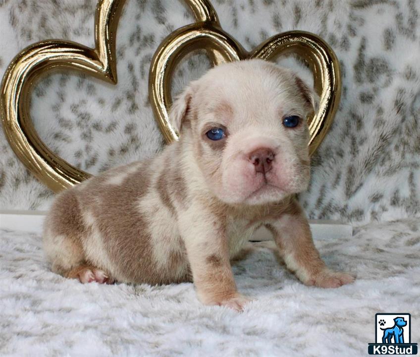 a english bulldog puppy sitting in front of a mirror