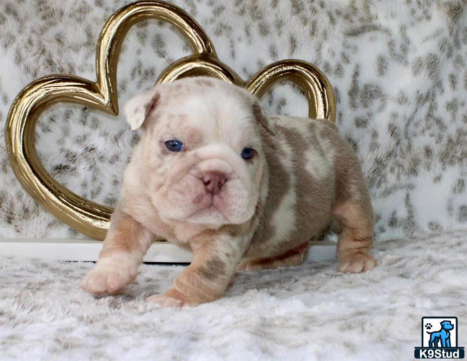 a small english bulldog puppy with blue eyes