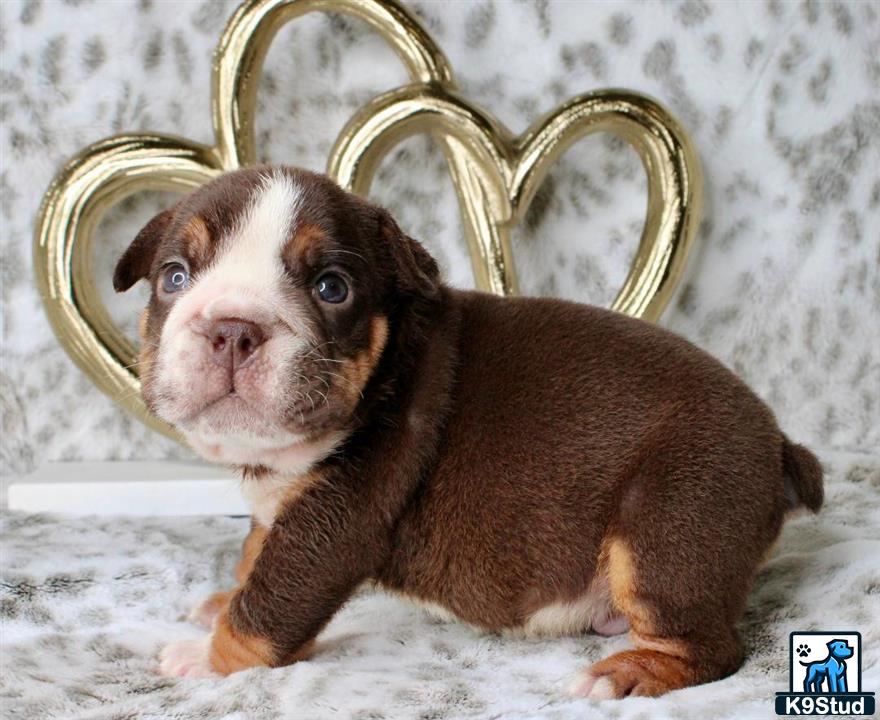 a english bulldog dog with a crown