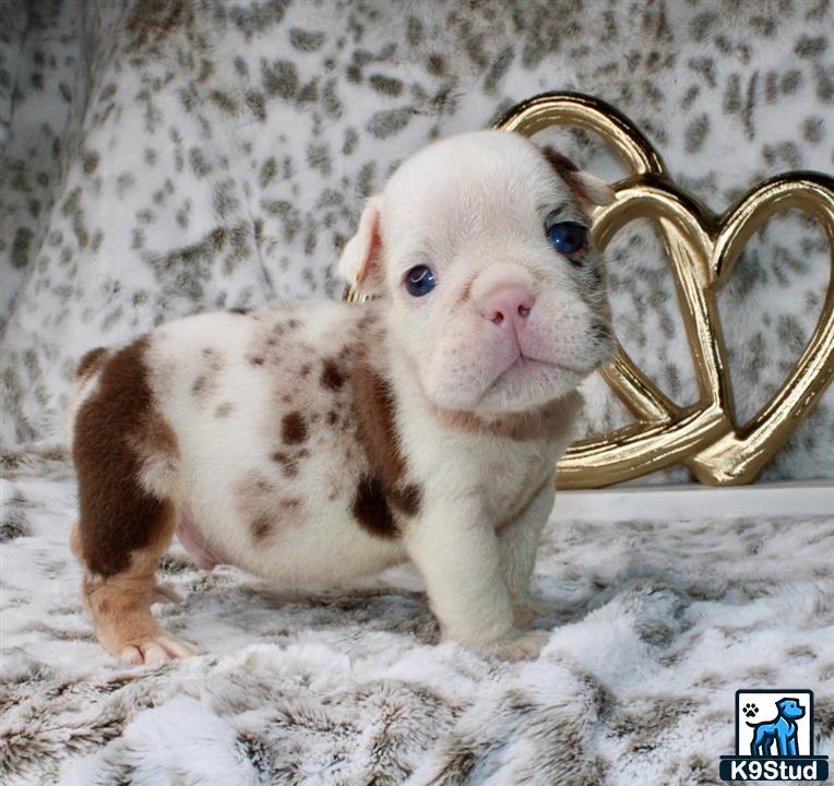 a small piglet with a gold ring on its head