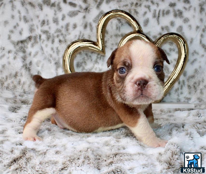 a english bulldog dog wearing a crown