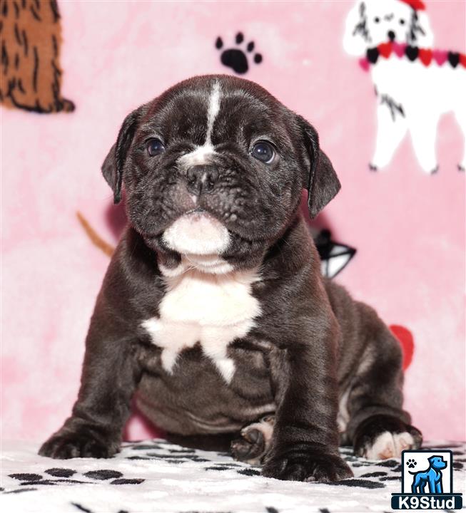 a black and white english bulldog puppy