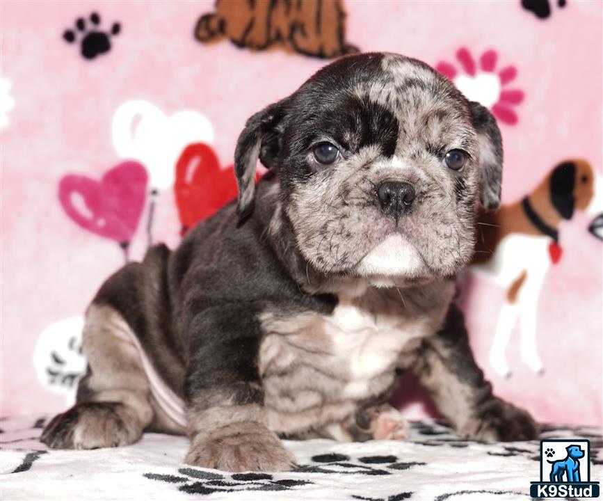 a english bulldog puppy sitting on a blanket