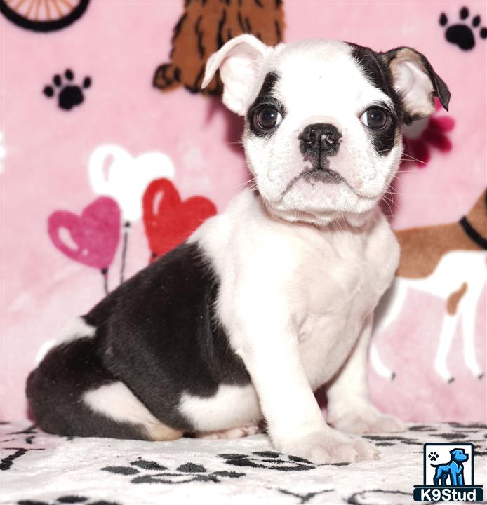 a english bulldog dog sitting on a bed