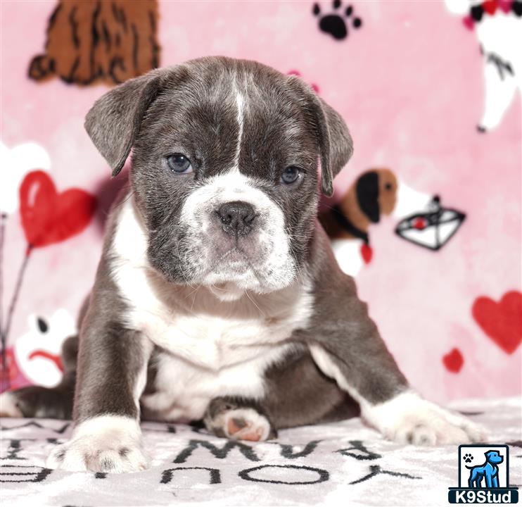 a english bulldog dog sitting on a bed