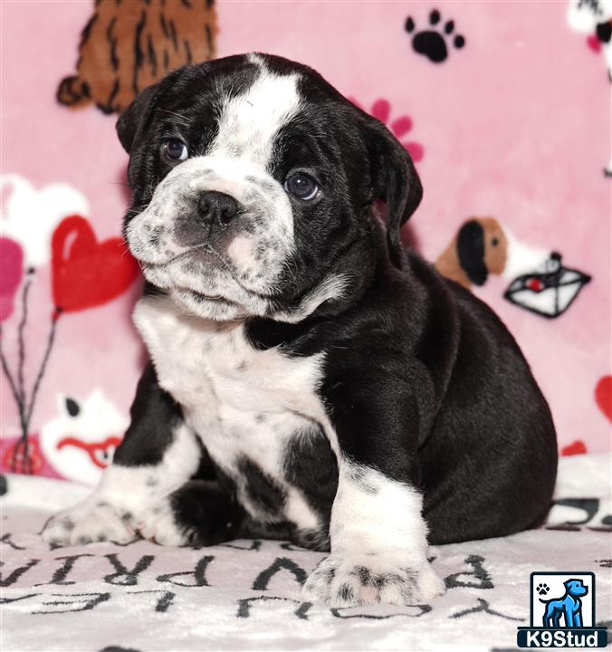 a black and white english bulldog puppy