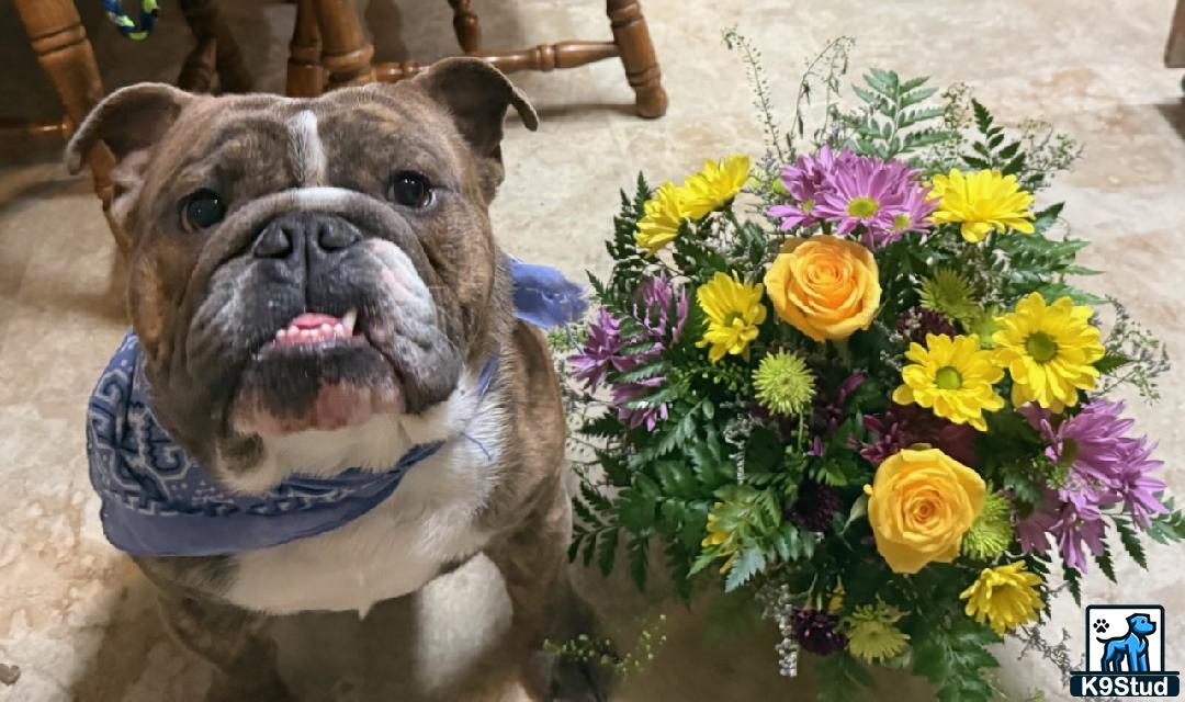 a english bulldog dog sitting next to a bouquet of flowers