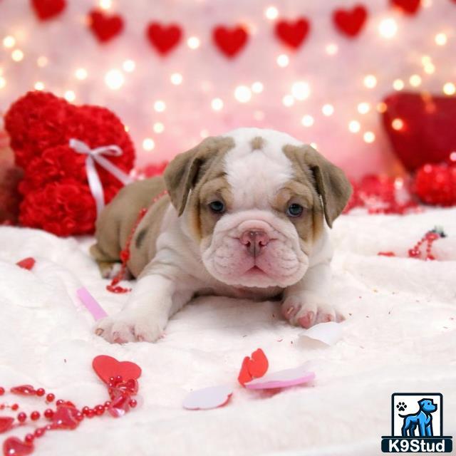 a english bulldog dog lying on a blanket