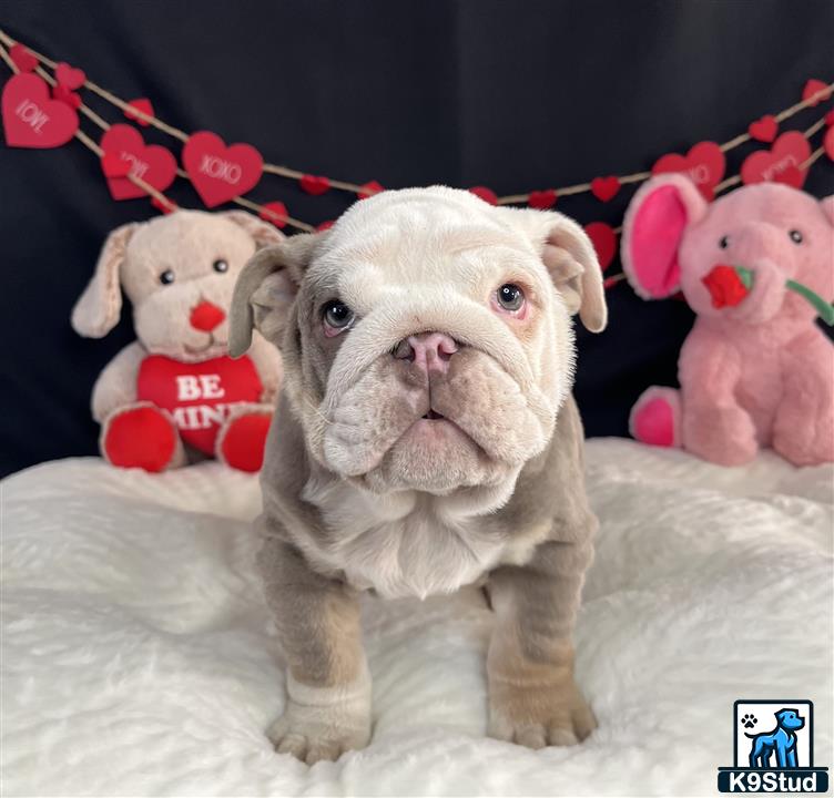 a english bulldog dog wearing a bow tie