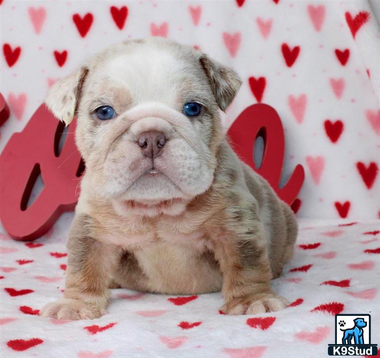 a english bulldog dog sitting on a white surface
