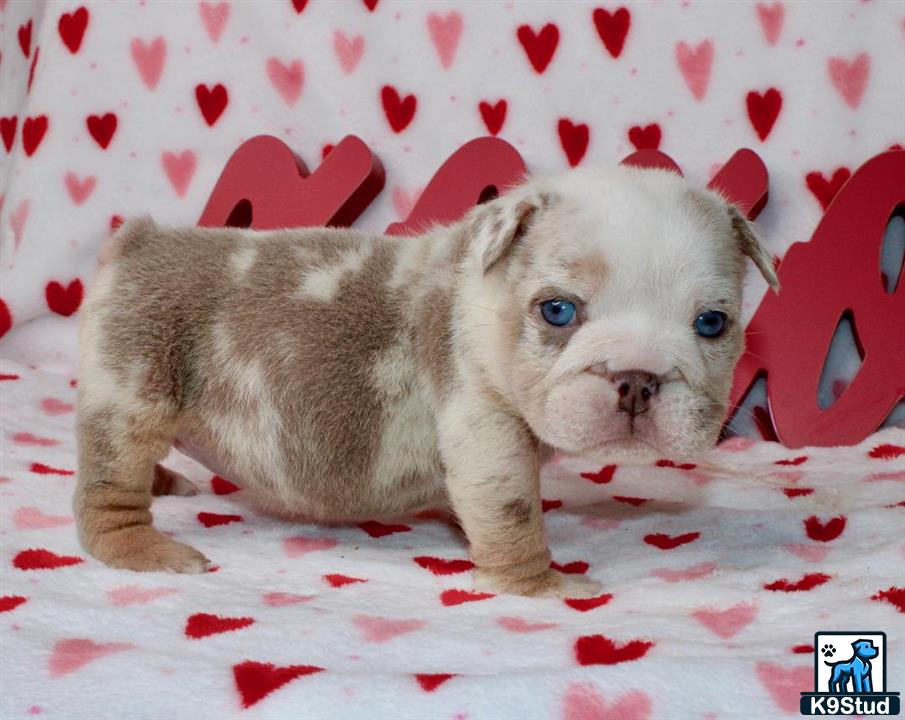 a english bulldog puppy lying on a blanket