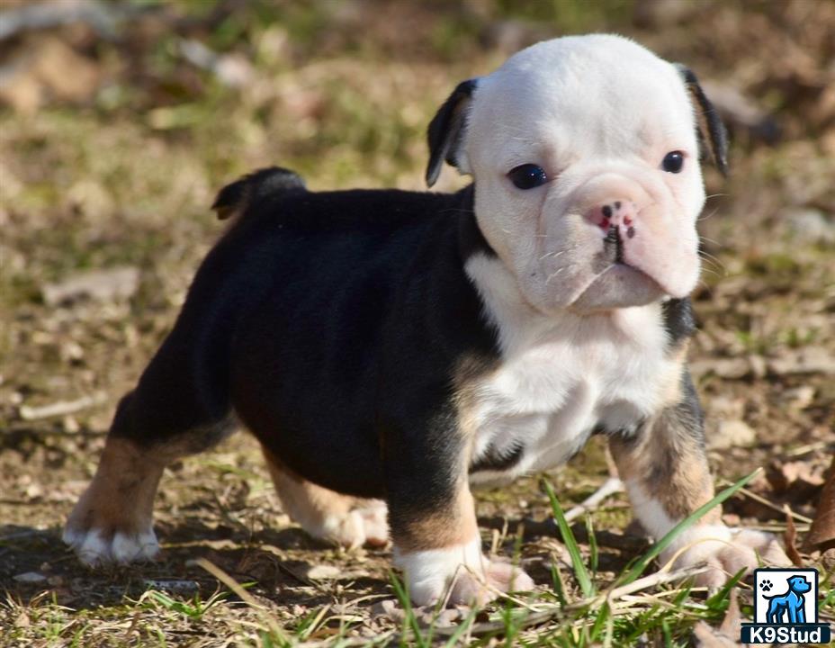 a english bulldog puppy and a english bulldog puppy
