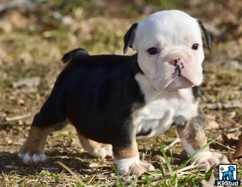 English Bulldog