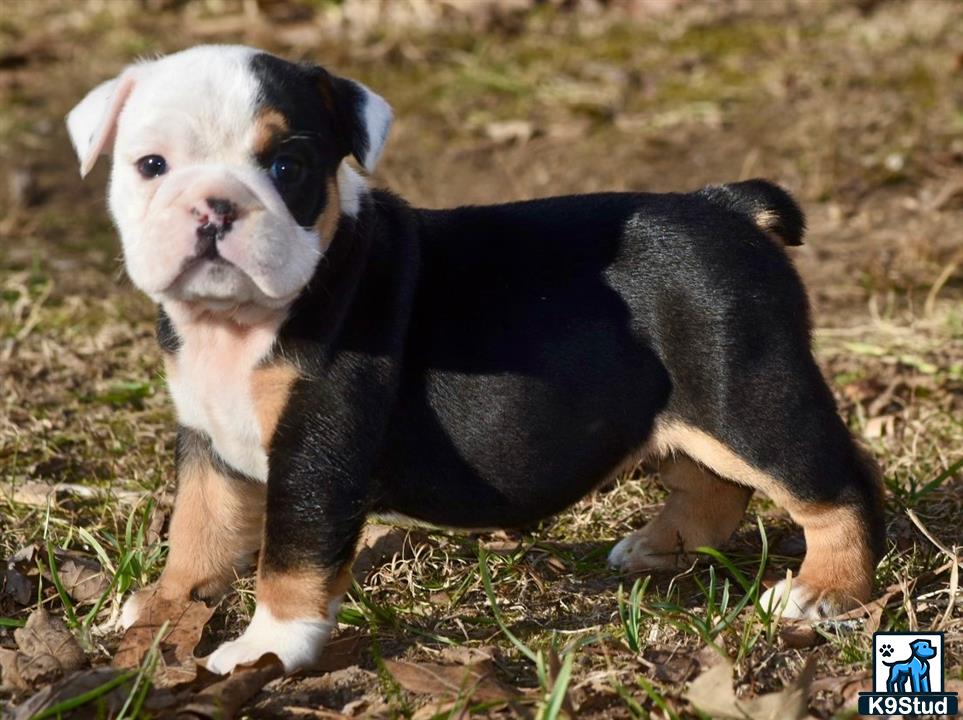 a english bulldog puppy standing on dirt