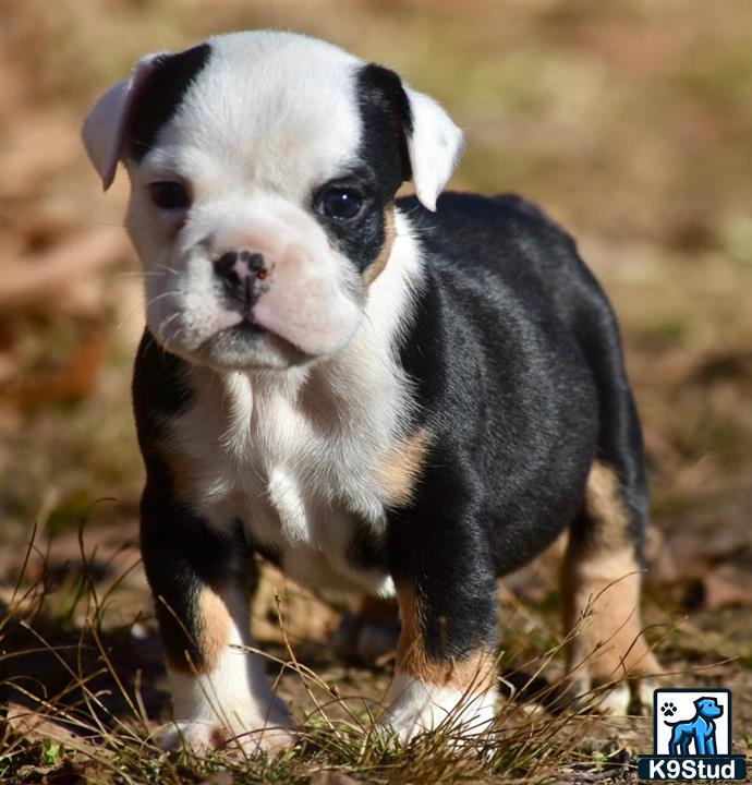 a english bulldog dog standing on grass
