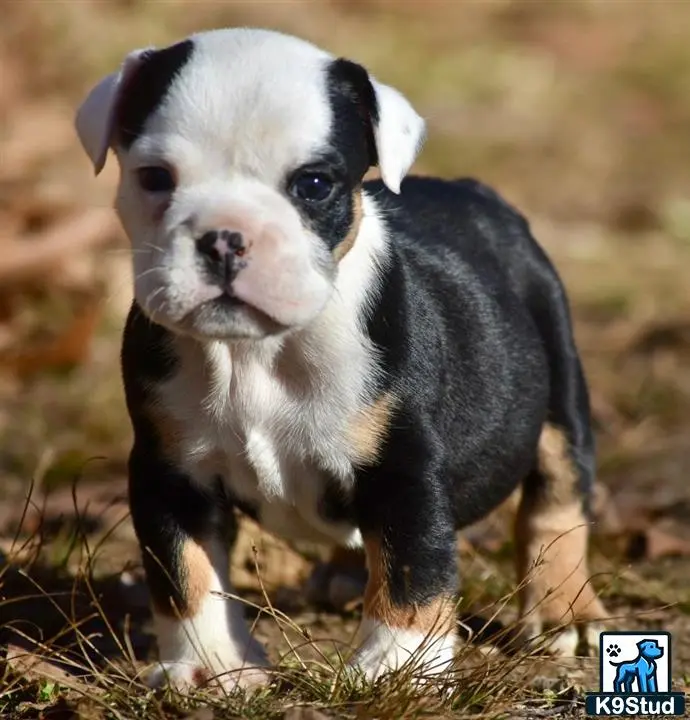 English Bulldog